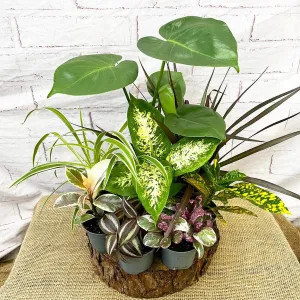 9 x 9cm Mixed Houseplants Box