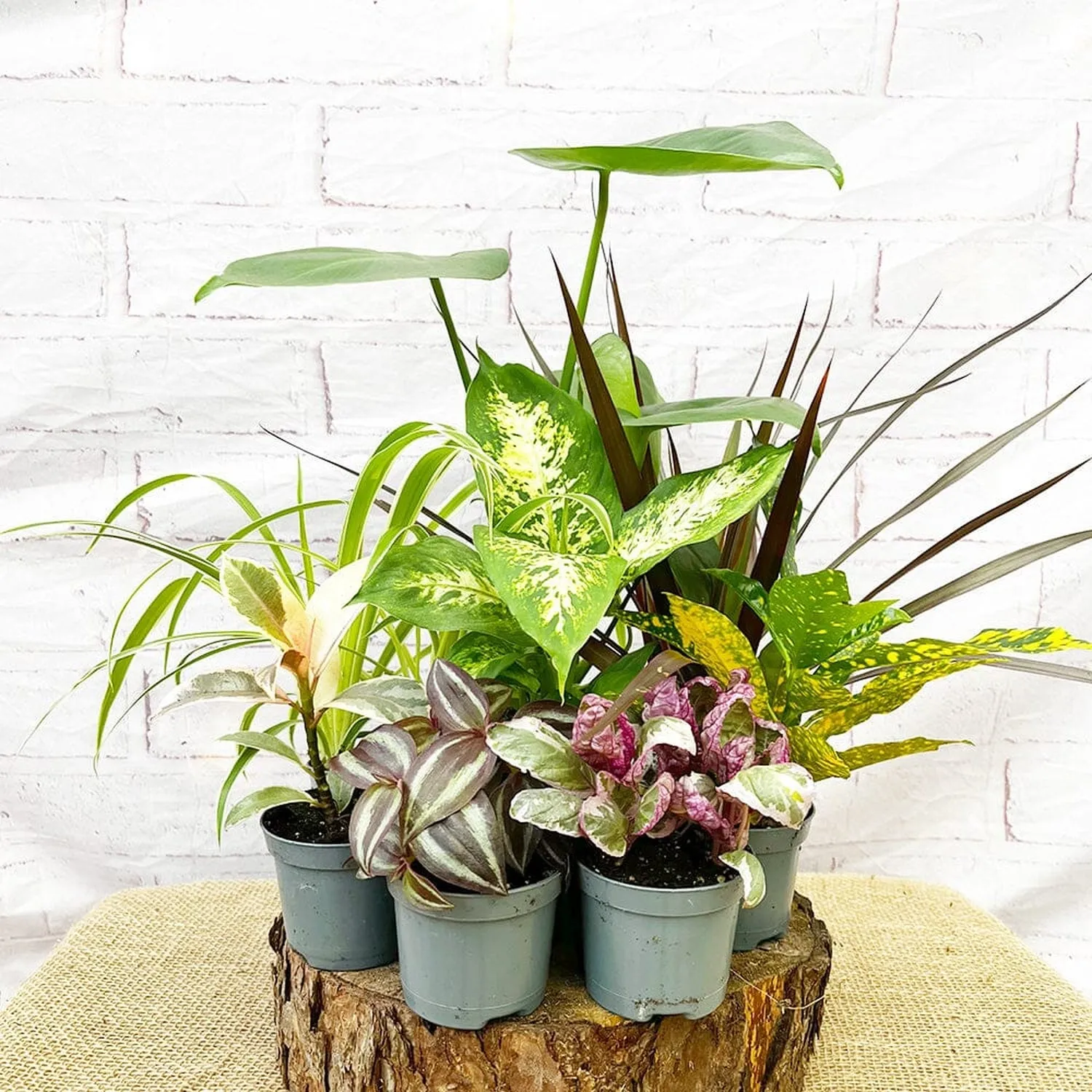 9 x 9cm Mixed Houseplants Box